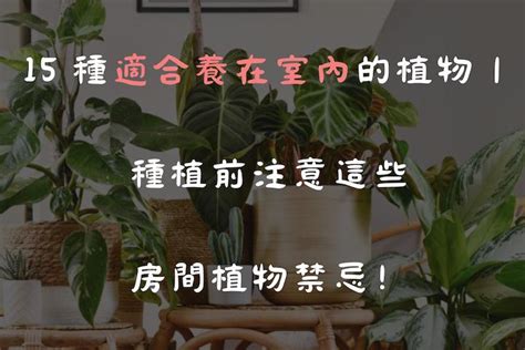 房間養植物|15 種適合養在室內的植物｜種植前注意這些房間植物 